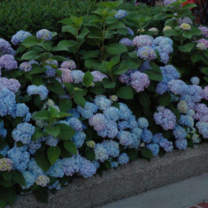 Nikko Blue Hydrangea - hot #3 Gallon