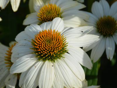 PowWow White Coneflower 1 Gallon