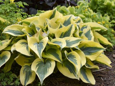 Hosta Autumn Frost 4QT