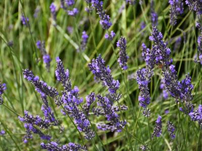 Phenomenal Lavender 1 gallon