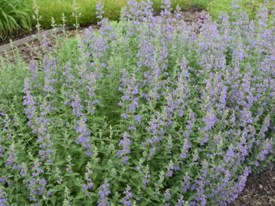 Walker's Low Catmint 1 gallon