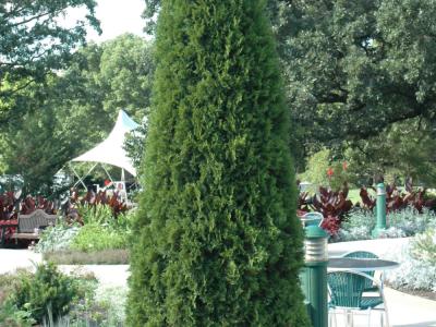 Emerald Green Arborvitae 5-6 foot/10 gallon