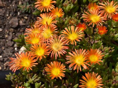Wheels of Wonder™ Fire Wonder Ice Plant 4-quart/1-gallon