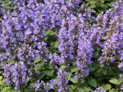 Purrsian Blue Catmint 1 gallon