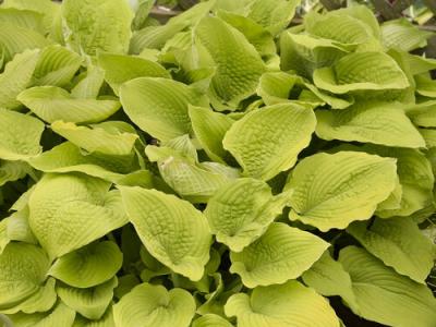 Hosta Coast to Coast 4QT