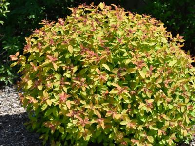 Double Play Candy Corn® Spirea 3 gallon