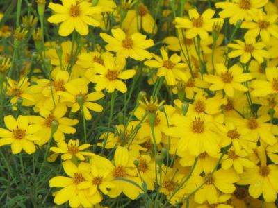 Zagreb Tickseed 1 gallon
