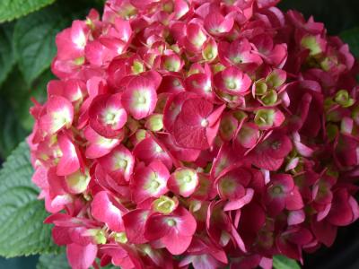 Summer Crush® Hydrangea 3 gallon
