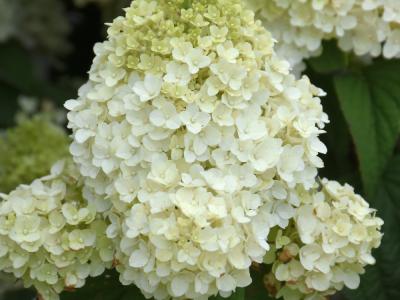 Little Hottie® Hydrangea 3 gallon