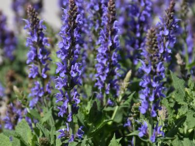 Blue Hill Sage 1 gallon