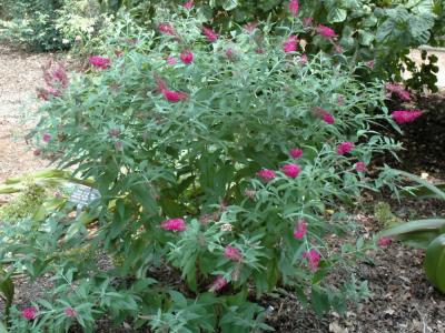 Miss Ruby Butterfly Bush 3 gallon