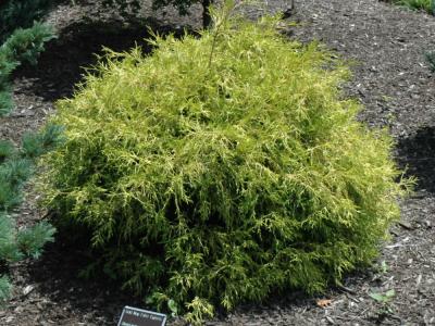 Golden Mop Falsecypress 3 gallon