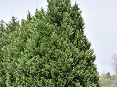 Leyland Cypress 15 gallon