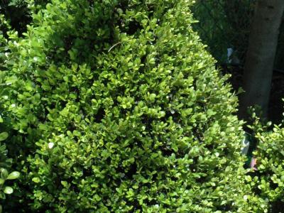 Compact Japanese Holly 3 gallon
