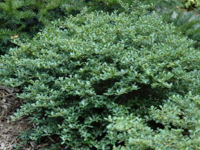 Helleri Japanese Holly 3 gallon