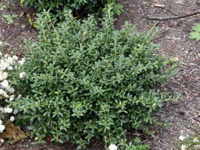 Soft Touch Japanese Holly 3 gallon