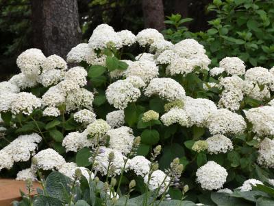 Annabelle Hydrangea 3 gallon