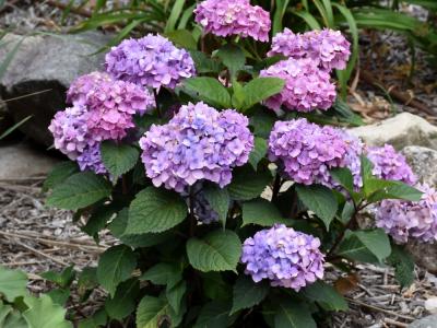 Bloomstruck® Hydrangea 3 gallon