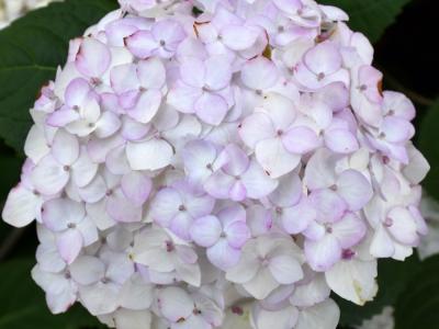 Blushing Bride® Hydrangea 3 gallon