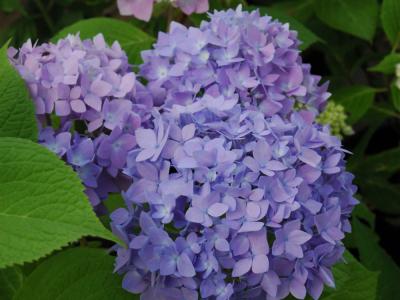Endless Summer® Hydrangea 3 gallon