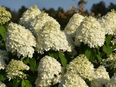 Limelight Hydrangea 3 gallon