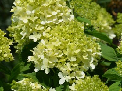 Little Lime® Hydrangea 3 gallon