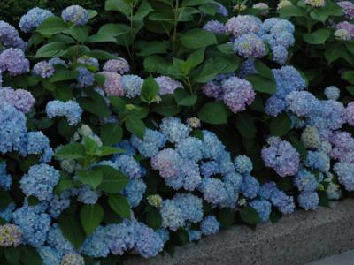 Nikko Blue Hydrangea 3 gallon