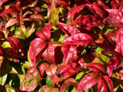 Fire Power Nandina 3 gallon