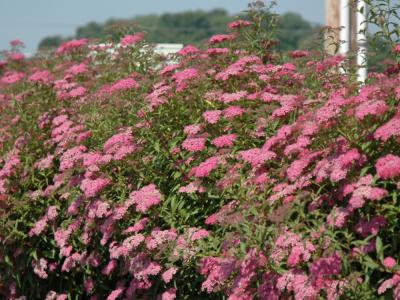 Anthony Waterer Spirea 3 gallon