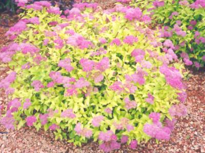Goldmound Spirea 3 gallon