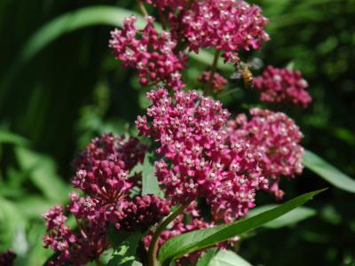 Swamp Milkweed 1 gallon